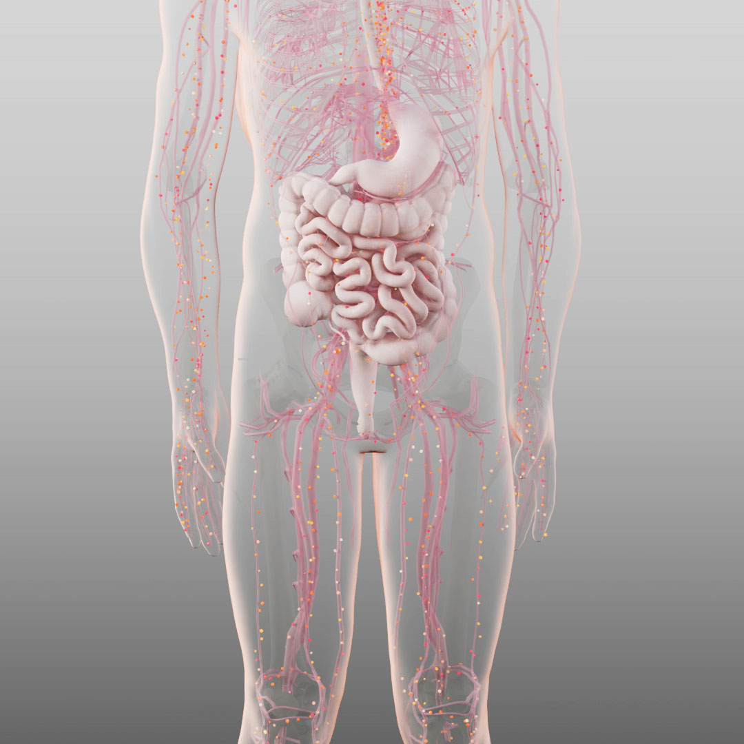 A 3D image of the internal organs with visible blood vessels. Nutrients can be seen flowing through the blood vessels.