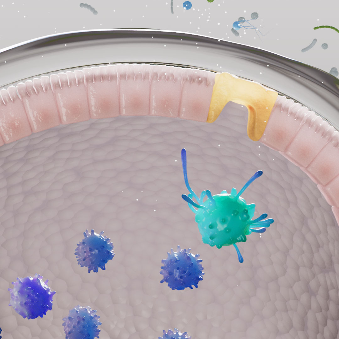 The interior of the small intestine, showing the inside of Peyer's patches. Secretions from intestinal bacteria reach the white blood cells.