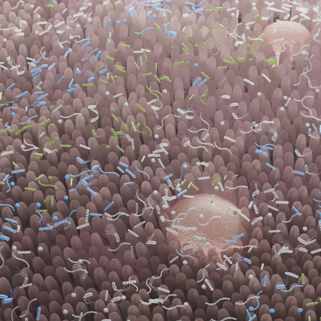 The surface of the small intestine with good bacteria, bad bacteria, and neutral bacteria scattered throughout, with Peyer's patches visible in places.